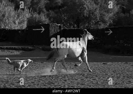 White cane randagio persegue mula bianca scappare dalla sua penna alcuni minuti di divertente libertà per entrambi Foto Stock