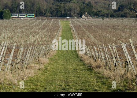 Filari di viti a vigna Denbies nella contea di Surrey, vicino a Dorking. Foto Stock