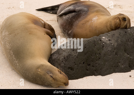 Due leoni di mare dormire sulla spiaggia delle isole Galapagos Ecuador 2005 Foto Stock