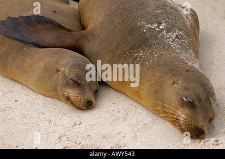 Vitello e madre di Sea Lion in appoggio sulla sabbia delle isole Galapagos Ecuador Foto Stock