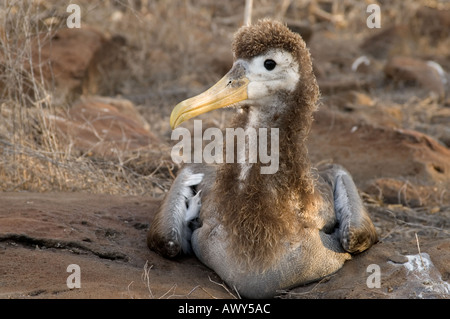 Sventolato albatros chick Diomedea irrorata isole Galapagos Ecuador Foto Stock