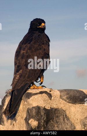 Le Galapagos hawk fotografato dal retro con la sua testa rivolta alla ricerca nella fotocamera delle isole Galapagos Ecuador 2005 Foto Stock