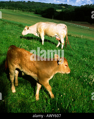 Le mucche al pascolo in un campo di erba in una fattoria Foto Stock