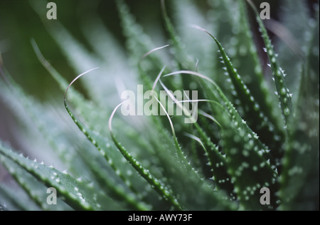 Close up di Aloe Aristata cactus, piscina pianta di casa. Foto Stock