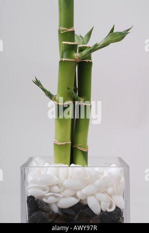 Casa pianta Bamboo pianta Dracaena Sanderiana in vaso fiore bianco su  davanzale camera Foto stock - Alamy