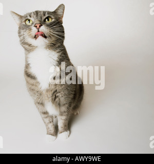 Ritratto di grigio Tabby Cat Foto Stock