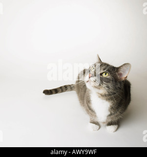 Ritratto di grigio Tabby Cat Foto Stock