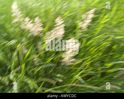 Estate verde erba selvatica e soffia il vento a Providence Rhode Island USA Foto Stock