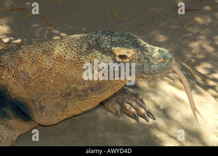 Drago di Komodo mostra tipici lingua biforcuta Foto Stock