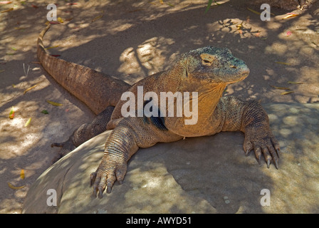 Mondiale per la lucertola più grande il drago di Komodo Foto Stock