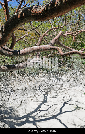 Volcanic hot springs con fango e zolfo, Rincon de la Vieja National Park, Costa Rica, America Centrale Foto Stock