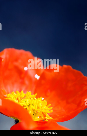 Papaveri papavero papaver arancione Foto Stock
