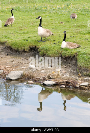 Oche del Canada a bordo di acqua Foto Stock