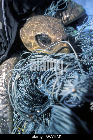 Tartaruga Verde Chelonia Mydas impigliati nelle reti da pesca Wakatobi. Parco Marino di Sulawesi - Indonesia Foto Stock