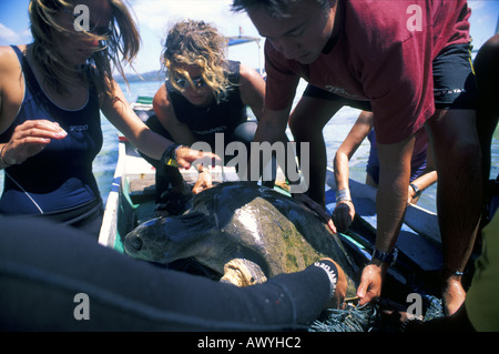 Olive Ridley SEA TURTLE Lepidochelys olivacea venga liberata dalla rete da pesca Foto Stock