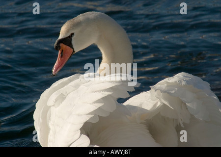 Close-up di un cigno bianco è ali sollevate con garbo, visto da dietro. Foto Stock