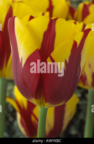 Tulipa 'Helmar'. 3 Divisione tre trionfo Group Tulip. Foto Stock