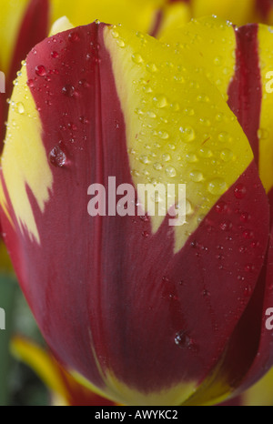 Tulipa 'Helmar'. 3 Divisione tre trionfo Group Tulip. Foto Stock