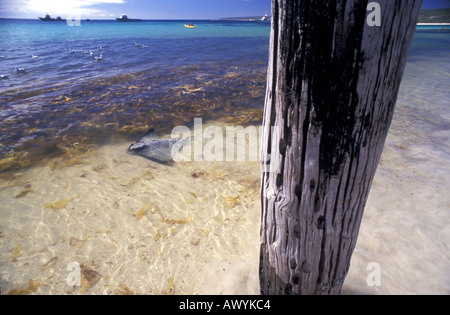 Eagle Ray Aetobatus sp con kelp nelle limpide acque subtropicali di Hamelin Bay Australia Occidentale Foto Stock