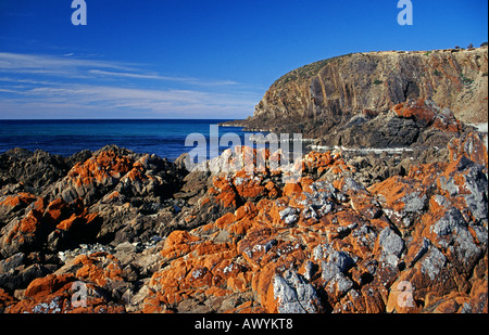 King George Beach su Kangaroo Island, Sud Australia Foto Stock