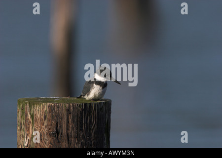 Belted Kingfisher Ceryle alcyon siiting maschio sul post cerca di pesce a Lantzville Isola di Vancouver BC Canada Foto Stock