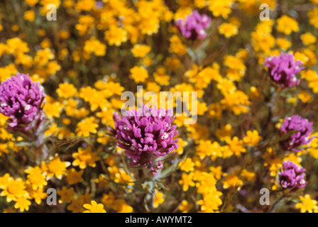 I fiori del deserto. Owlclover o Orthocarpus Purpurescens. Goldfields o Platystemon Californicus. Foto Stock