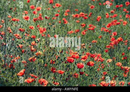 Massa di papaveri in un campo Foto Stock