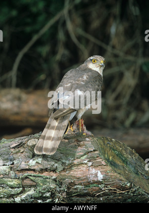 Sparviero Accipiter nisus maschio a spiumatura Post Foto Stock