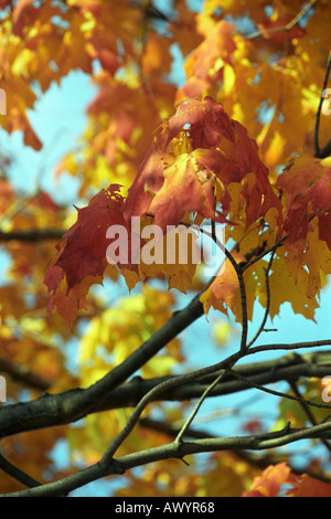 Immagine caduta dal Massachusetts Foto Stock