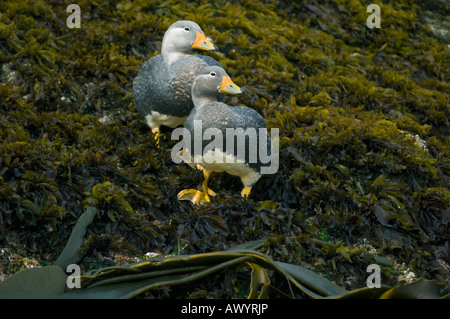 Magellanic Flightless vaporizzatore anatra (Tachyeres pteneres) Isola di Chiloe CILE Foto Stock