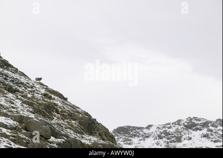 Una pecora Herdwick su Pike o Blisco nel distretto del lago, REGNO UNITO Foto Stock