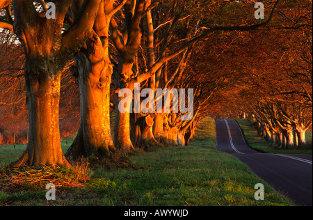 Un viale di faggi sulla B3082 road vicino Badbury anelli verso Kingston Lacy Dorset UK nel tardo autunno Foto Stock