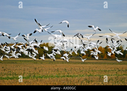 Le oche delle nevi in volo Foto Stock