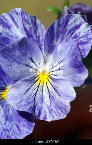 Pansy blu - Viola wittrockiana Foto Stock