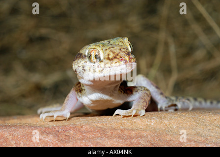 Sabbia del Sindh Gecko. Crossobamon orientalis. Foto Stock