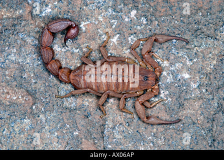 Scorpione Hottentotta rugiscutis famiglia : BUTHIDAE. Una relativa minore di Hottentotta Tamulus. Foto Stock