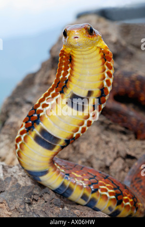 Grande-eyed Falso cobra. Pseudoxenodon macrops. Un abile mimic del vero cobra visualizzando un simile cofano e molti colori Foto Stock