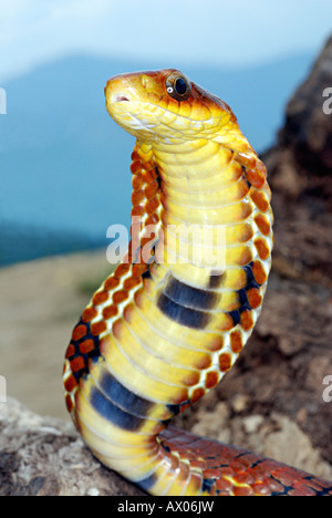 Grande-eyed Falso cobra. Pseudoxenodon macrops. Un abile mimic del vero cobra visualizzando un simile cofano e molti colori Foto Stock