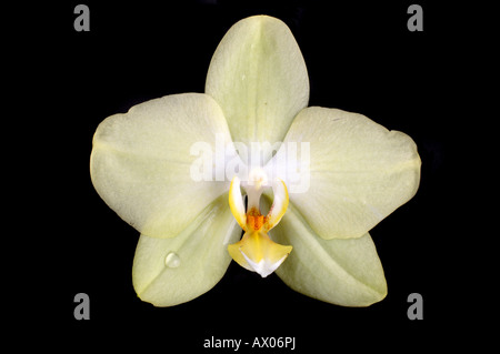 Eine Blüte Orchideen / Close-up di una fioritura di orchidee / zitronengelb Foto Stock