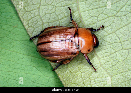 Il Colorado potato beetle (Leptinotarsa decemlineata) Kanha, Madhya Pradesh, India Foto Stock