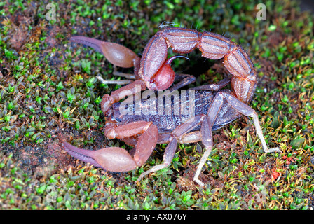 Hottentotta rugiscutis (Scorpiones: Buthidae). Una relativa minore di Hottentotta Tamulus, trovati nelle zone di terreno lateritic. Foto Stock