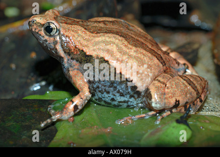 Gli ornati a stretta imboccatura (Rana Microhyla ornata) è una specie di rana microhylid trovati in Asia del Sud, Amboli di Pune, Maharashtra Foto Stock