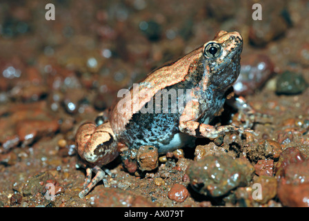 Gli ornati a stretta imboccatura (Rana Microhyla ornata) è una specie di rana microhylid trovati in Asia del Sud Foto Stock