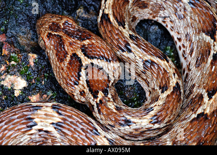 Visto Scaled Viper (Echis Carinatus ), Echis Carinatus è un infame viper delle specie che si trovano in parti del Medio Oriente. Foto Stock
