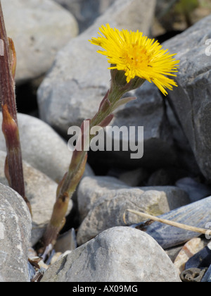 Colt il piede, Tussilaga farfara Foto Stock