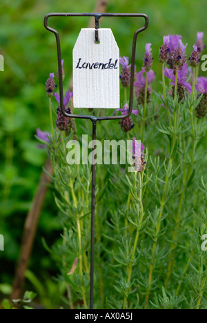 Lettura del segno "Lavendel' (lavanda) accanto a piante di lavanda in un giardino di erbe aromatiche Foto Stock