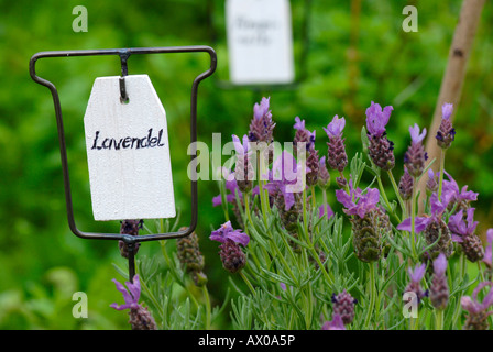Lettura del segno "Lavendel' (lavanda) accanto a piante di lavanda in un giardino di erbe aromatiche Foto Stock