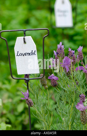 Lettura del segno "Lavendel' (lavanda) accanto a piante di lavanda in un giardino di erbe aromatiche Foto Stock