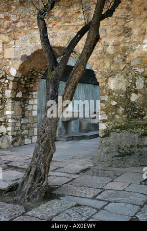 Vecchio olivo a Castelo do San Jorge, Lisbona, Portogallo, Europa Foto Stock