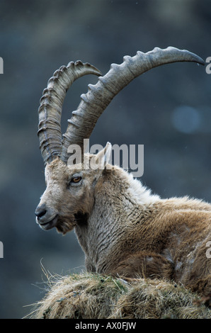Stambecco delle Alpi (Capra ibex), ritratto di maschio adulto Foto Stock